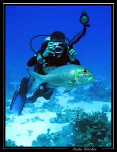 plongeur photografiant une carangue. by André Bruchez 